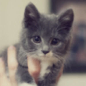 Meet your Posher, Sofia